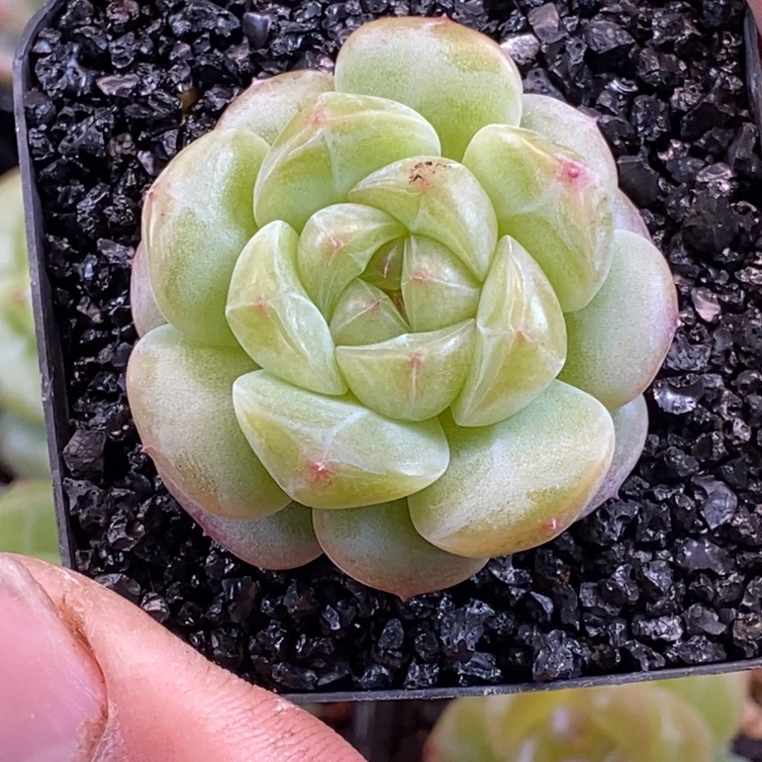 天官赐福百无禁忌双十二福利