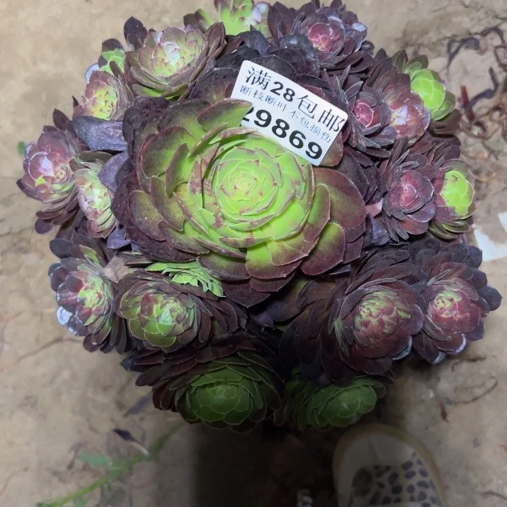 29869花月夜多肉植物