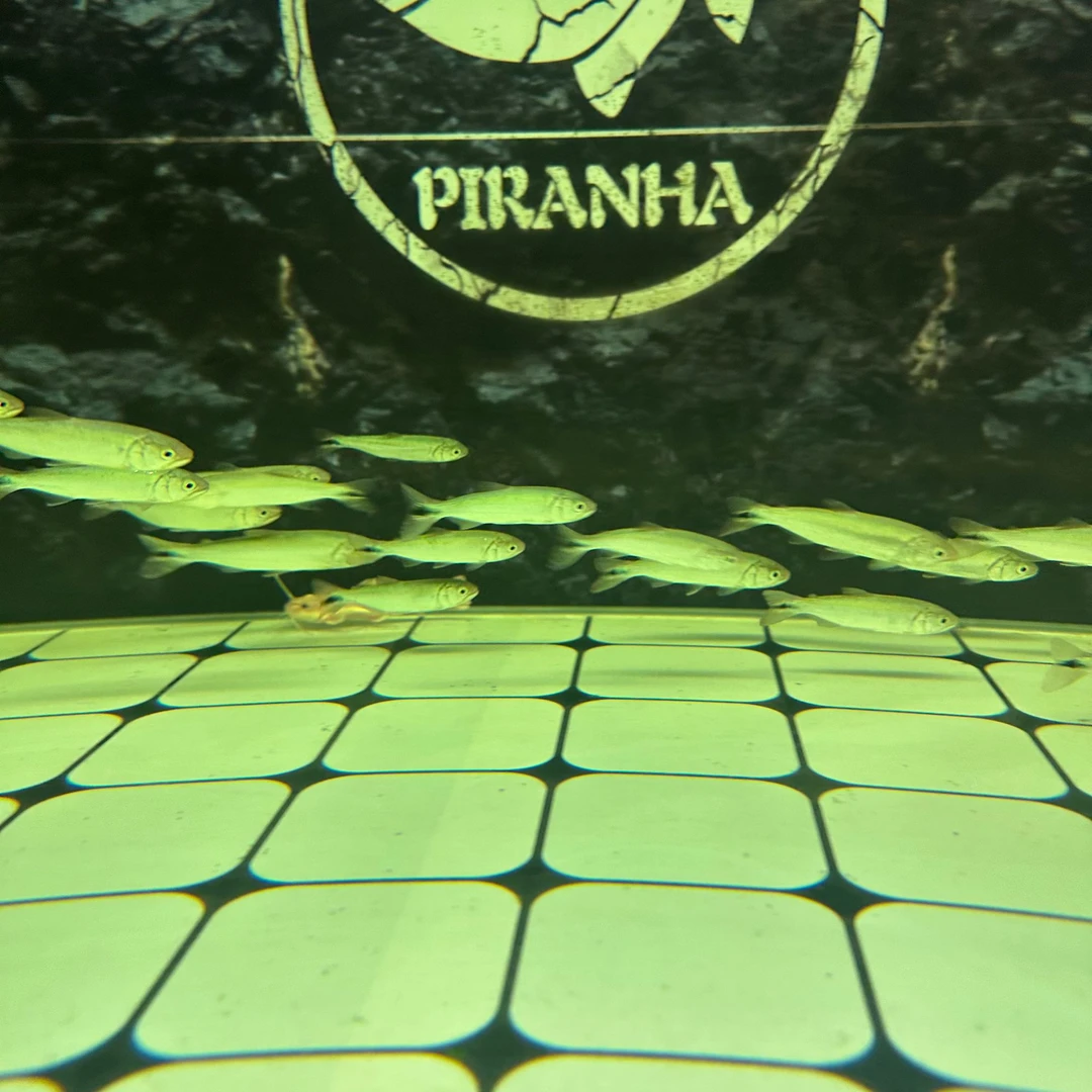 黄金河虎大颚小脂鲤热带观赏鱼