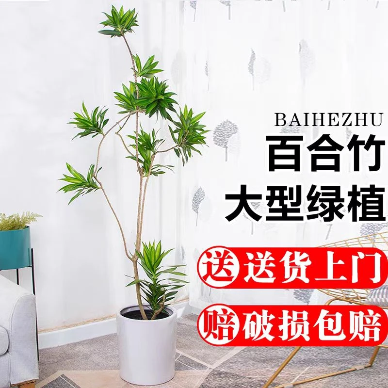 百合竹大盆栽老桩造型落地办公室好养网红室内大型植物客厅真绿植