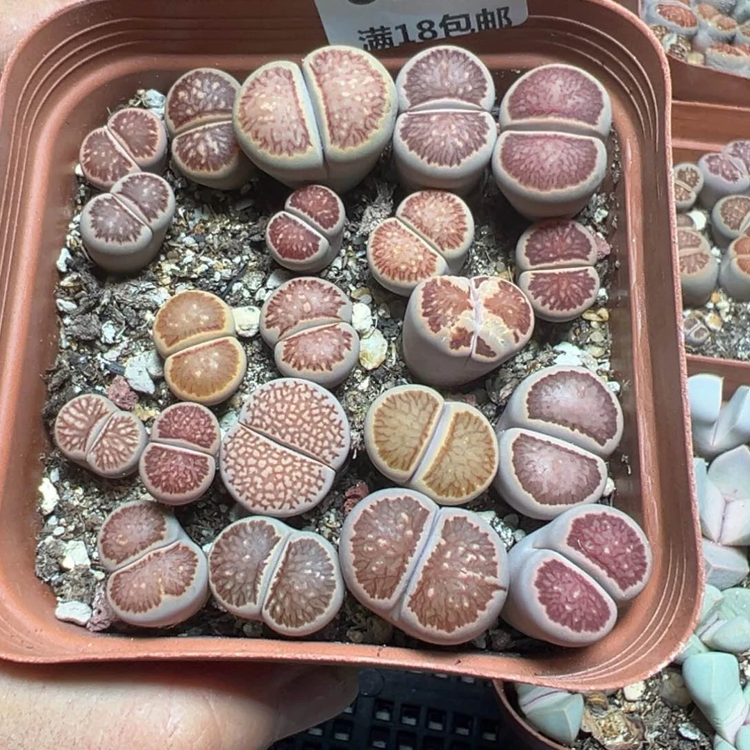 【闪购商品】 637。