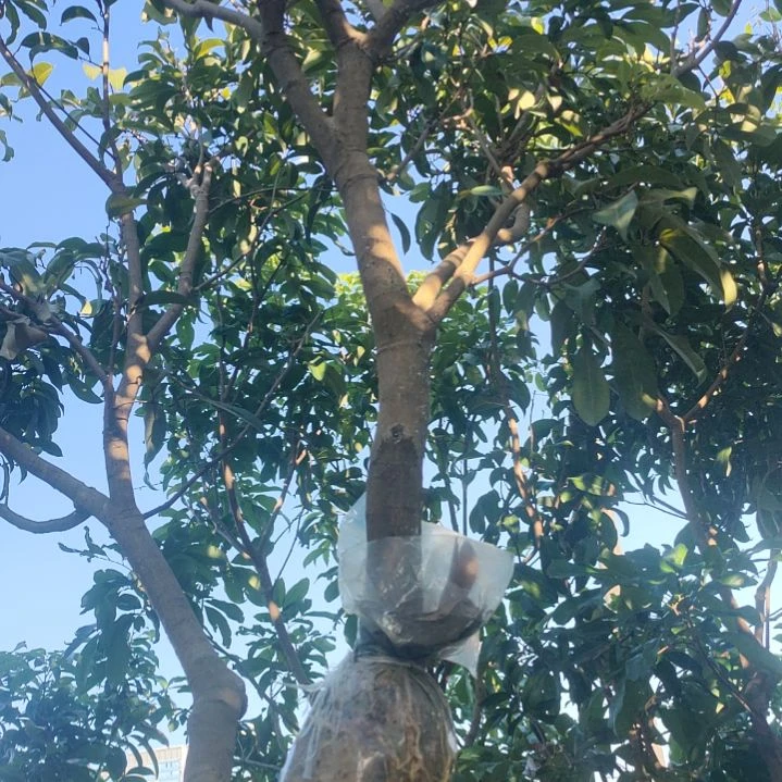 仙进奉荔枝高压苗