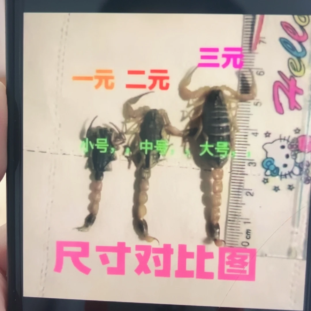 沂蒙山中号蝎子、五公分左右，200元发130只
