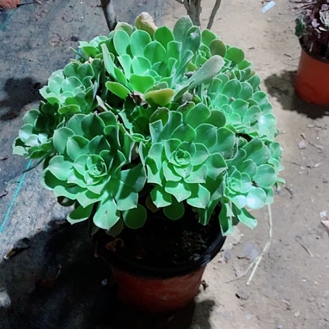 绍修玫瑰多肉植物法师38号
