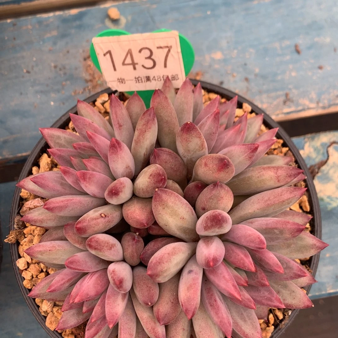 虞美人羽毛纹彩体1437