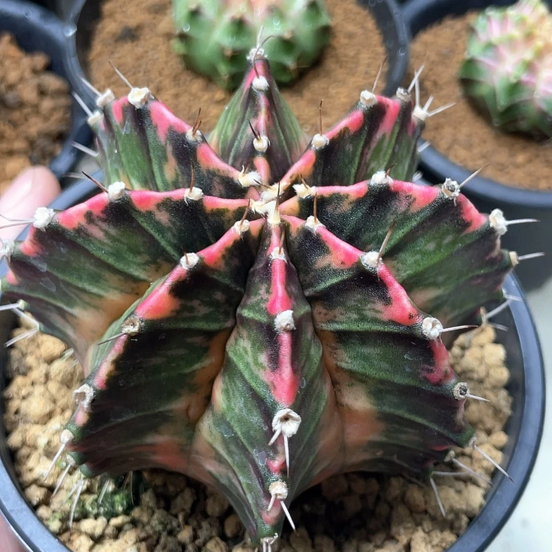 无花朵泰系实生，橘黄臀红背锦