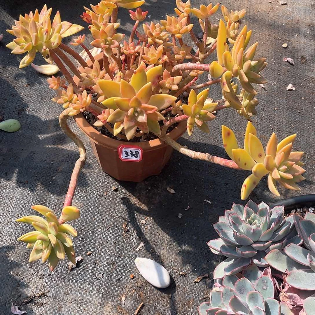 338布丁 一物一拍多肉