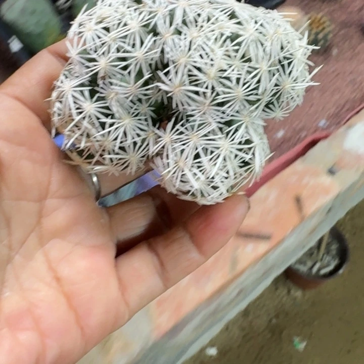 用***4仙人球，孤月，有根