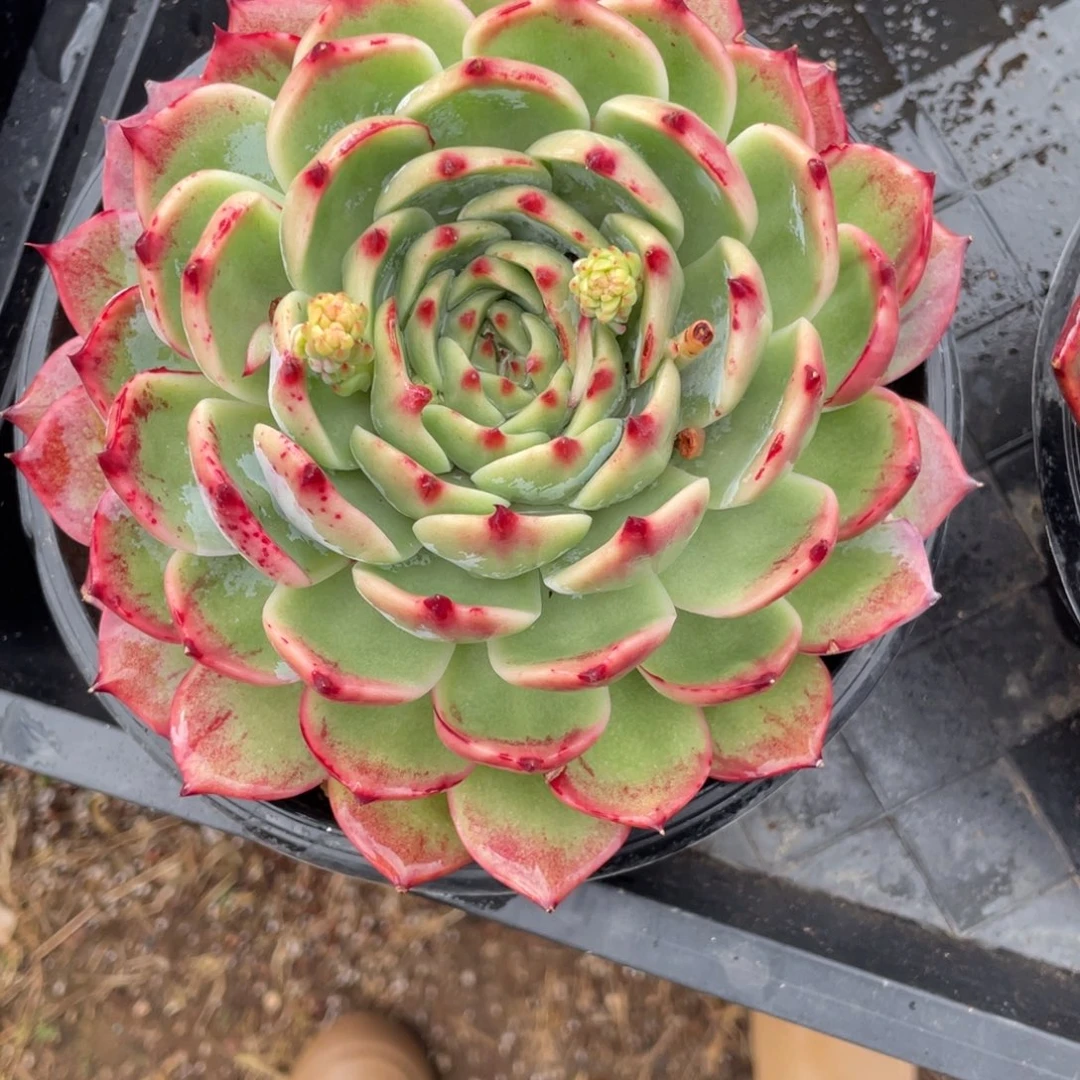 惊鸿仙子冠服17左右