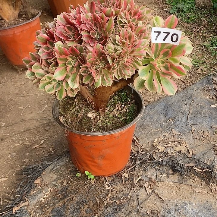 770粉女郎缀化老板子法师