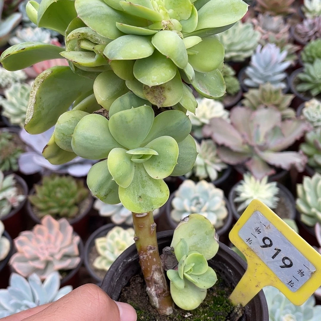 柠***贝919号多肉植物盆栽