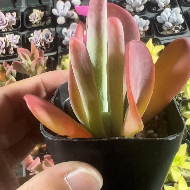 火狐狸精品多肉植物大战