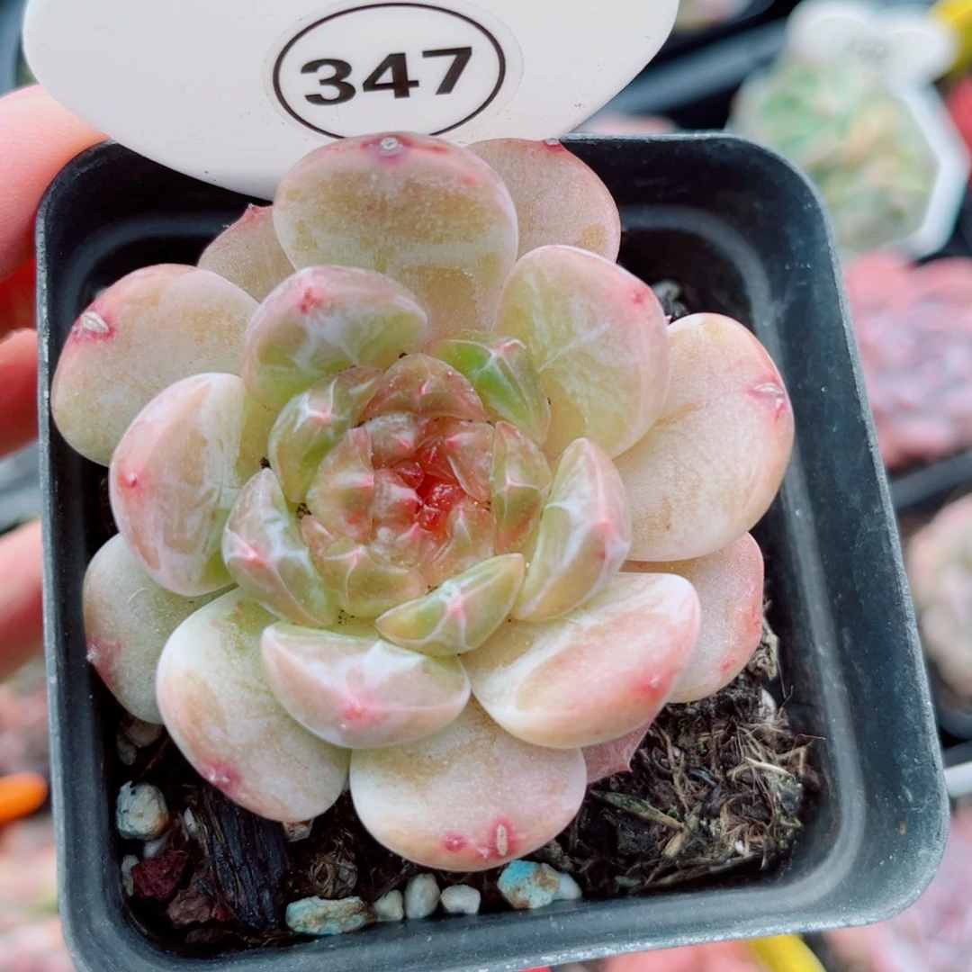 347号小老桩珍妮单头