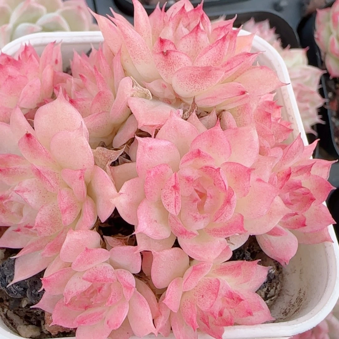 *****花语多肉0102-299散