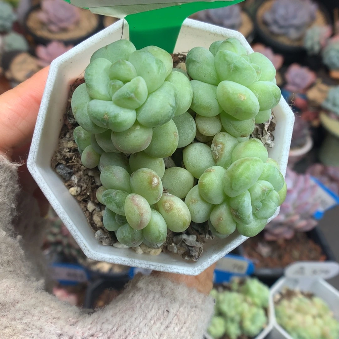 22美人系多肉植物