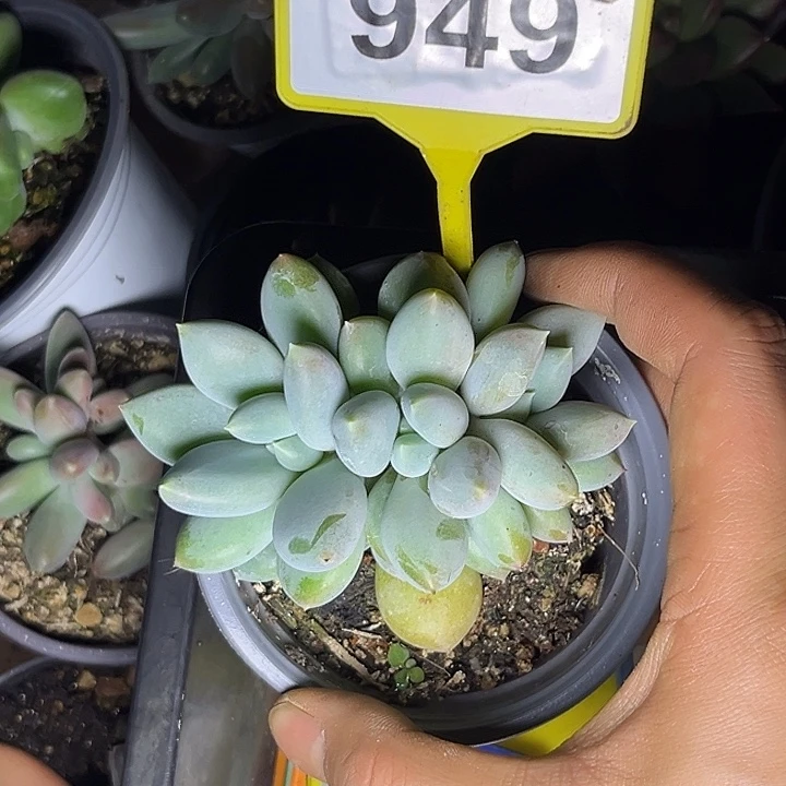 多肉植物胖体哥特949