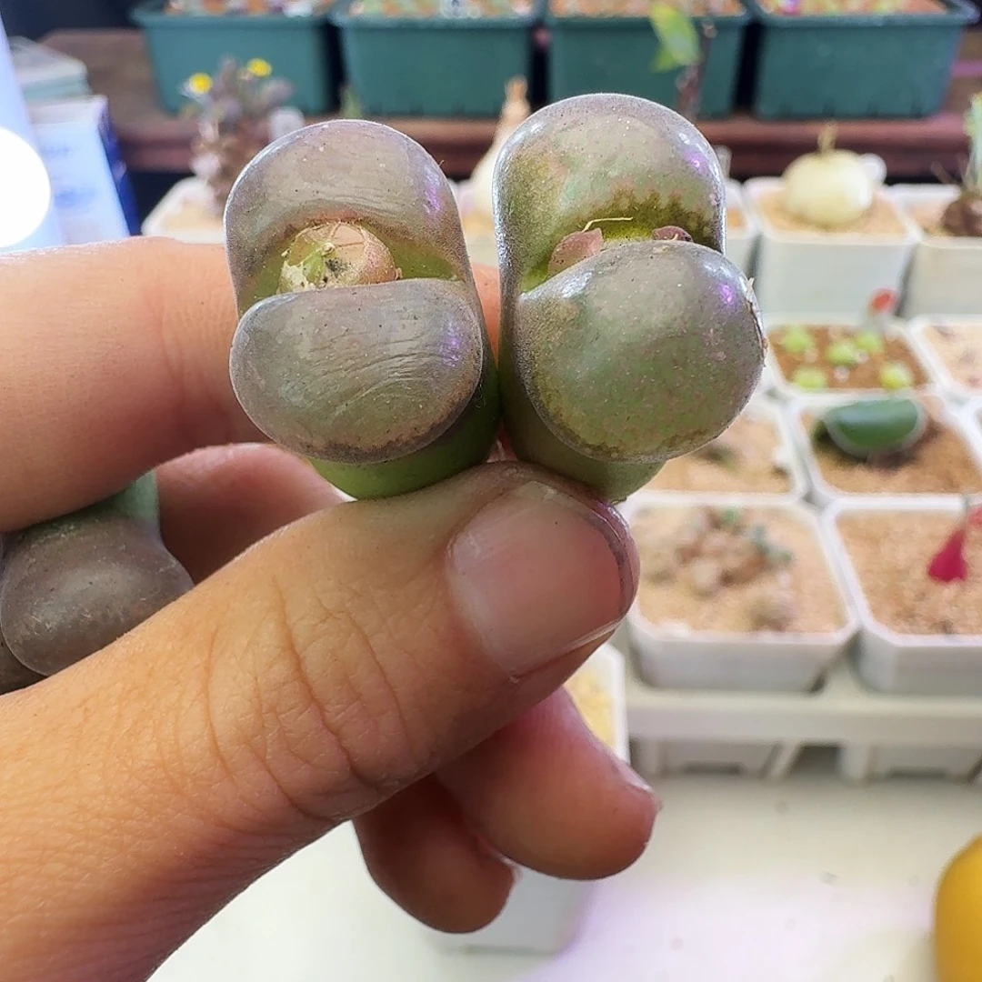 多肉植物福利宽翻窗选拔紫罗兰风铃333