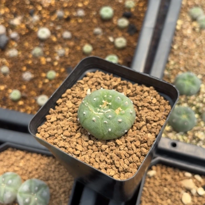 ?****?无刺象牙的话