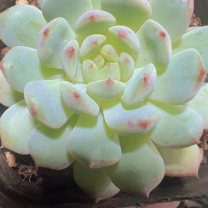 白胖子精品多肉植物