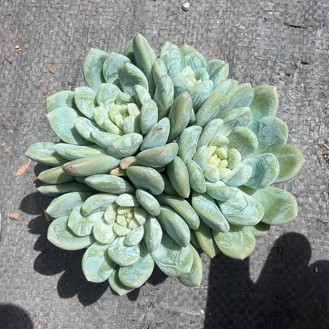 百达翡翠多肉植物精品