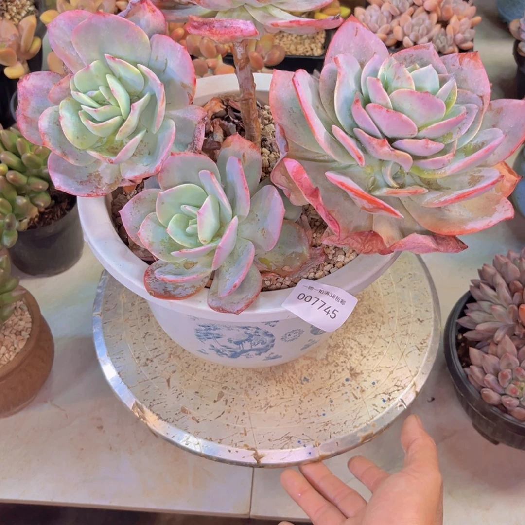 蓝***澜多肉一物一拍7745