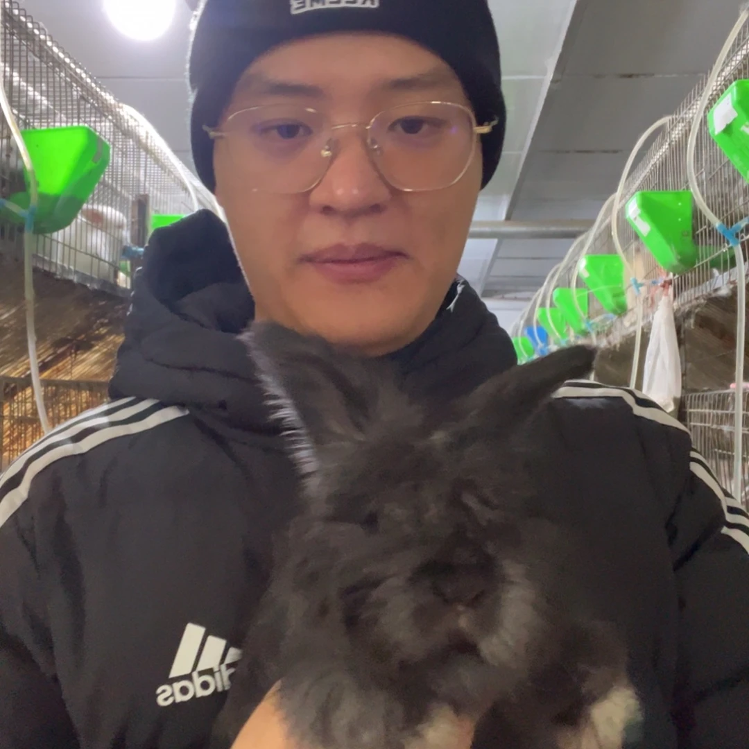 双血统英系安哥拉兔