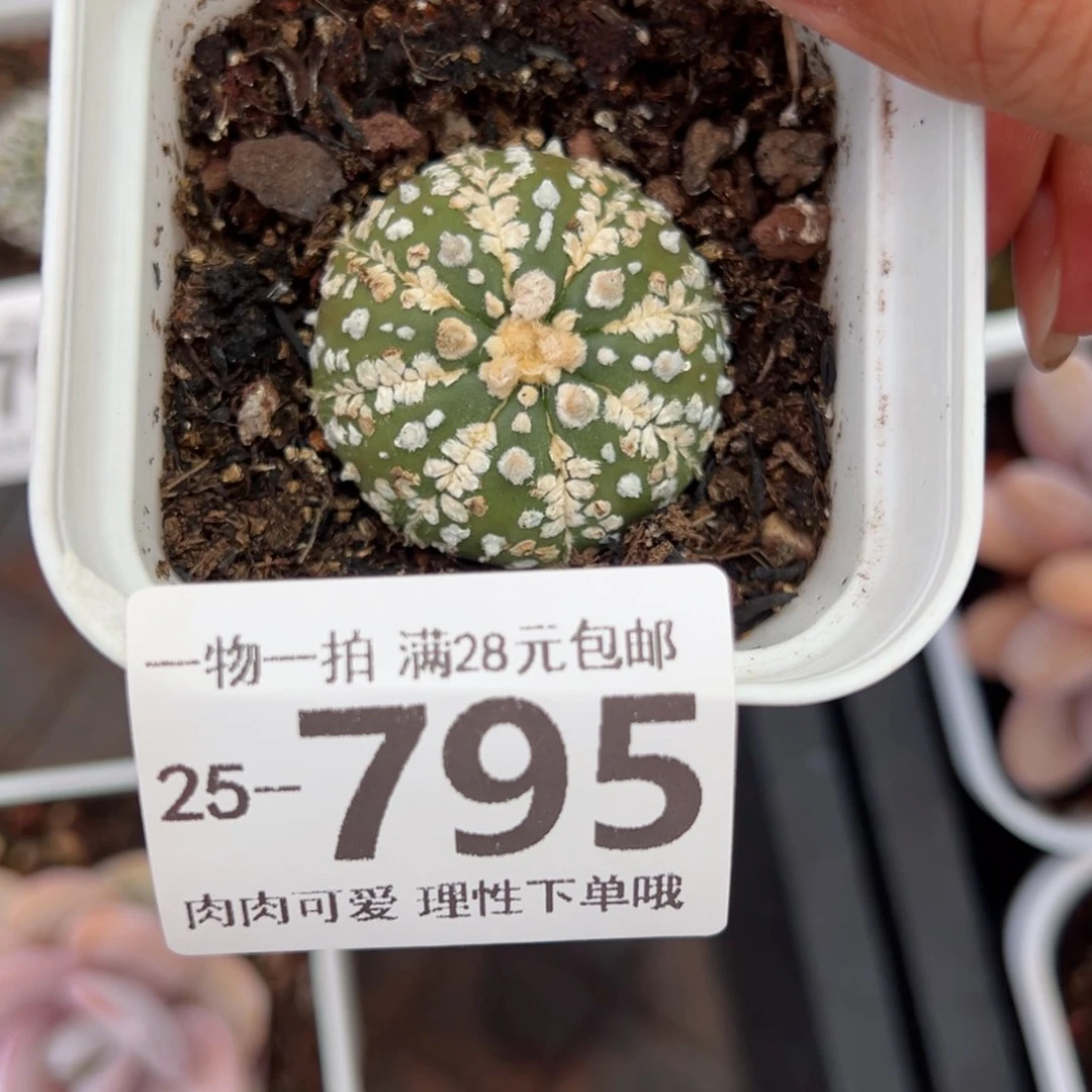 心兜多肉多肉多肉多肉