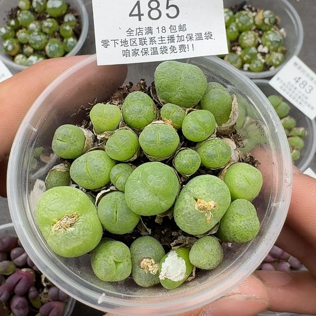 485翠光三年满18包邮