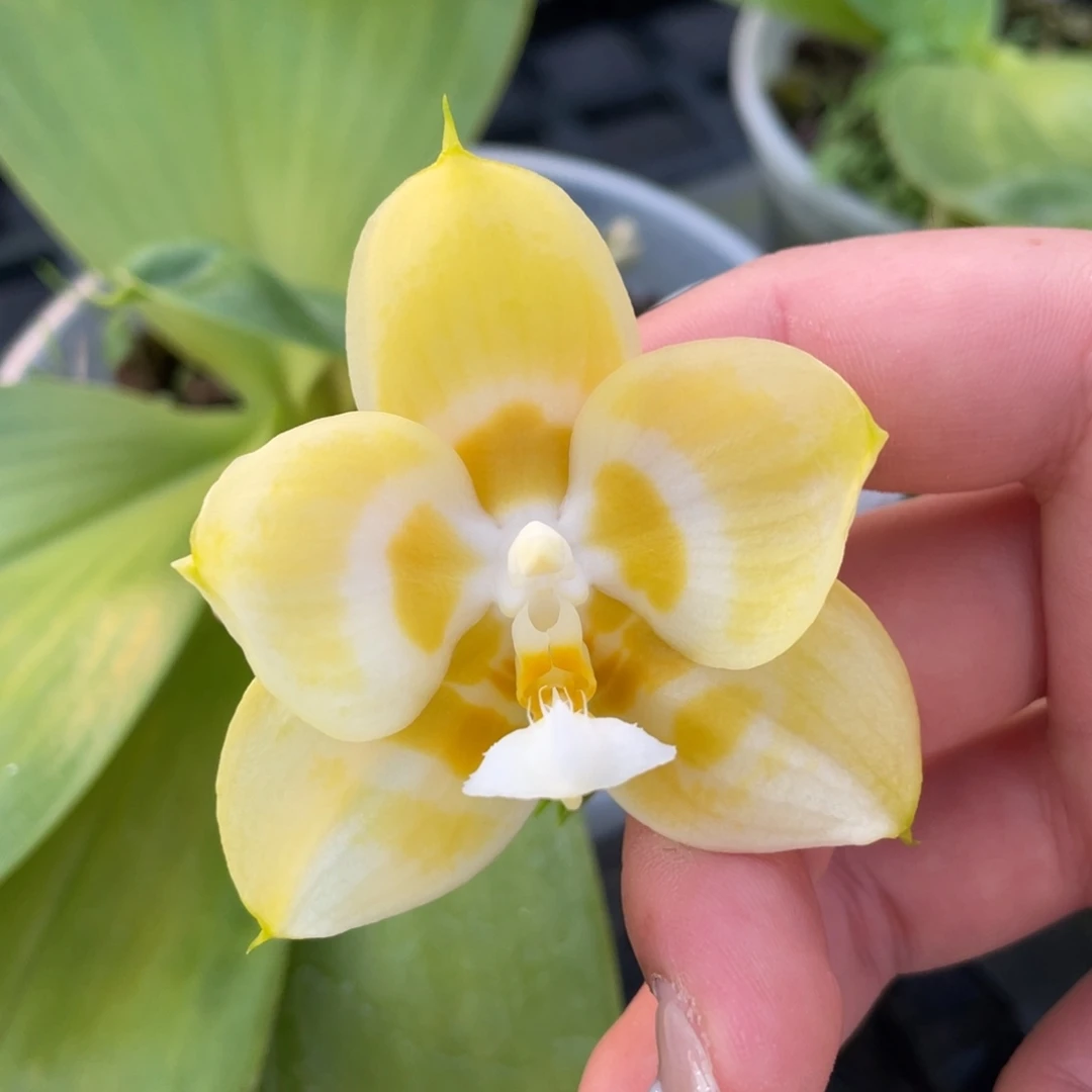 大部分开放少量花苞雅风水仙