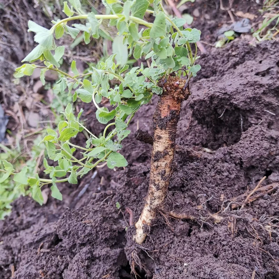 新鲜党参甘肃省原产地直发种植党参500克包邮可搭配当归黄芪