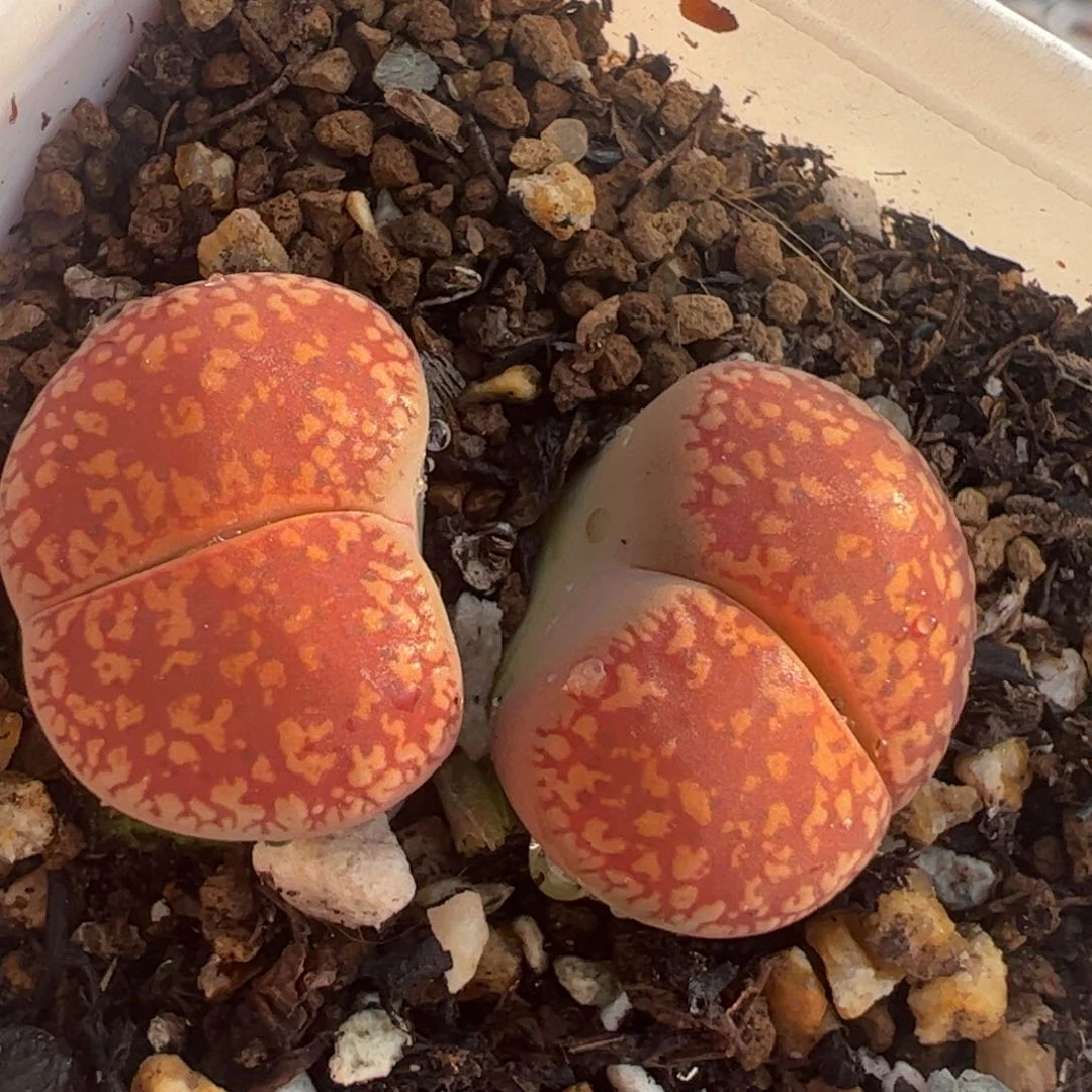 鸡血石多肉植物百科