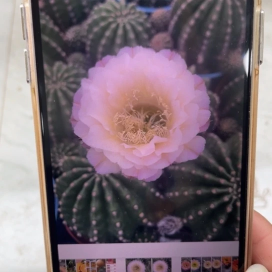 露露金刚白色中脉线6-7公分左右