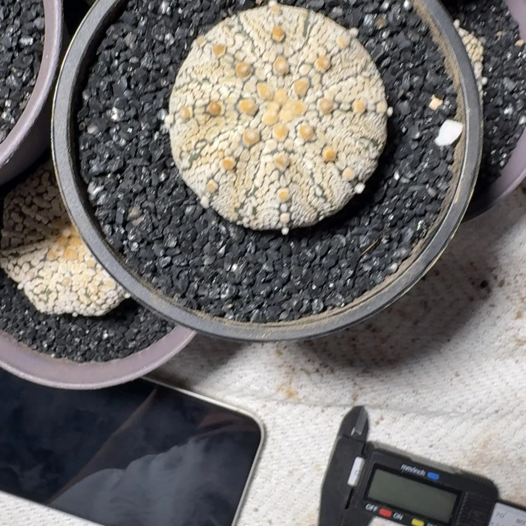 X***x11111111111111111