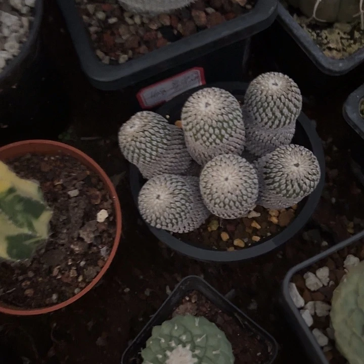 完全开放金桥店六