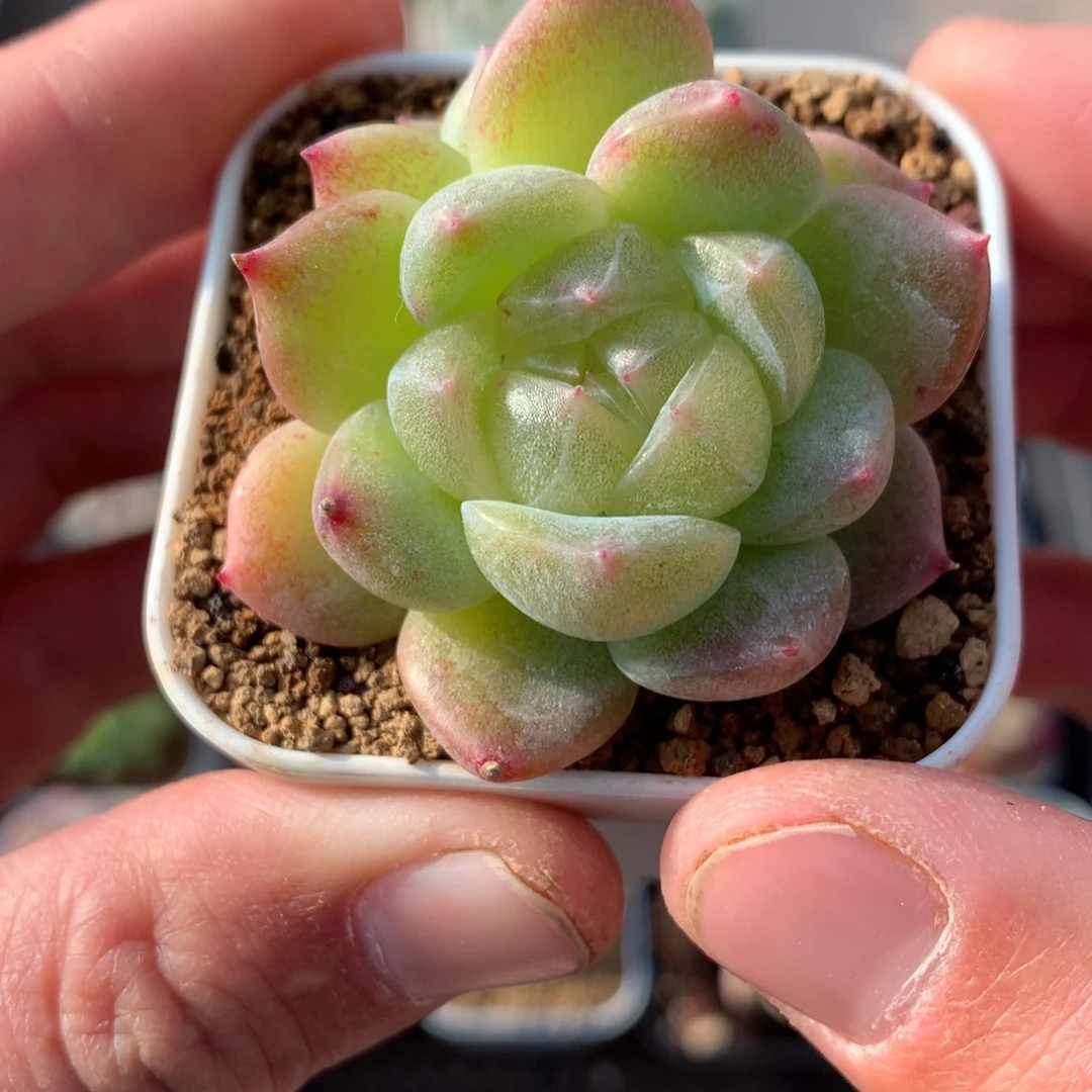 油白包子珍妮。          28号
