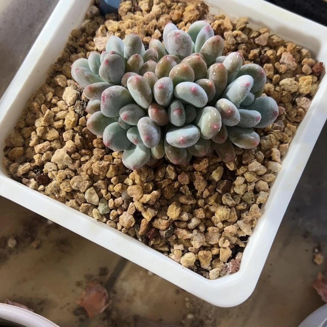 香香雪群多肉植物