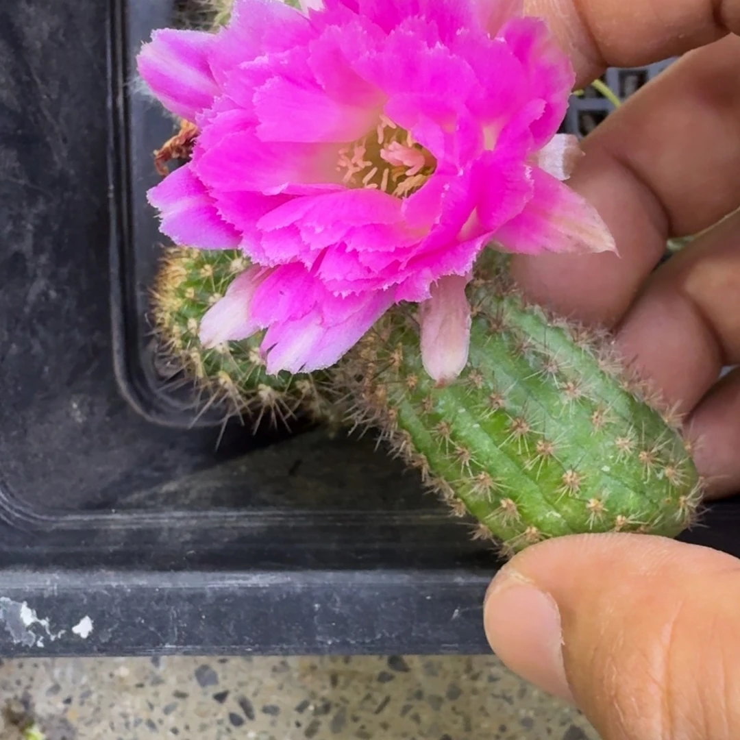 10白檀景2无根侧牙2个，20包邮