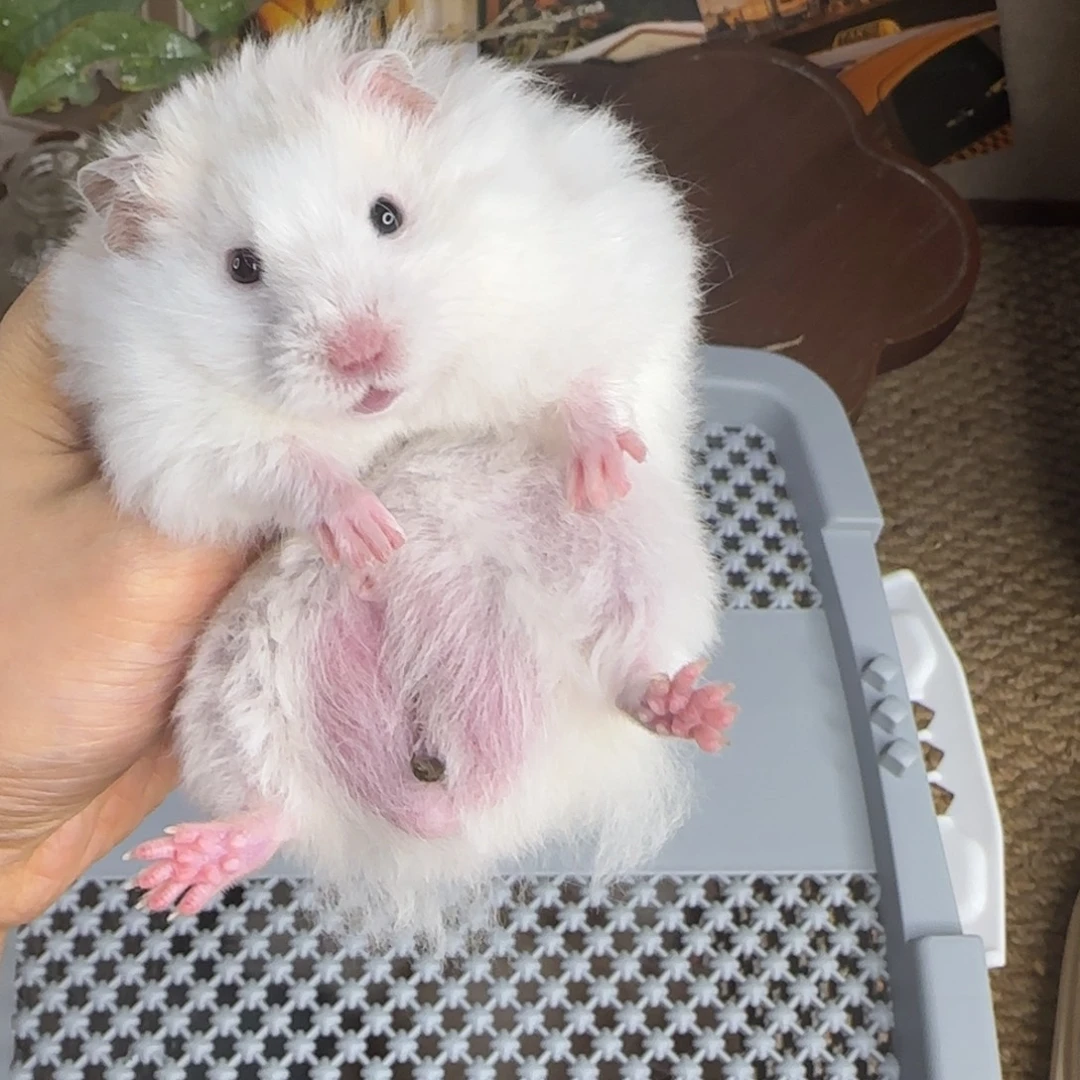 鸳鸯阴阳眼异瞳蜜雨点弟弟8.18