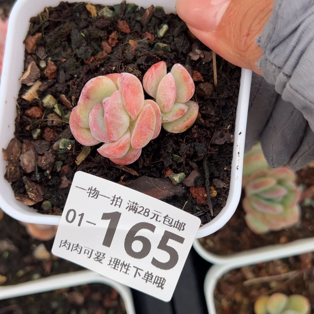 石化桔子冰多肉多肉多肉多肉