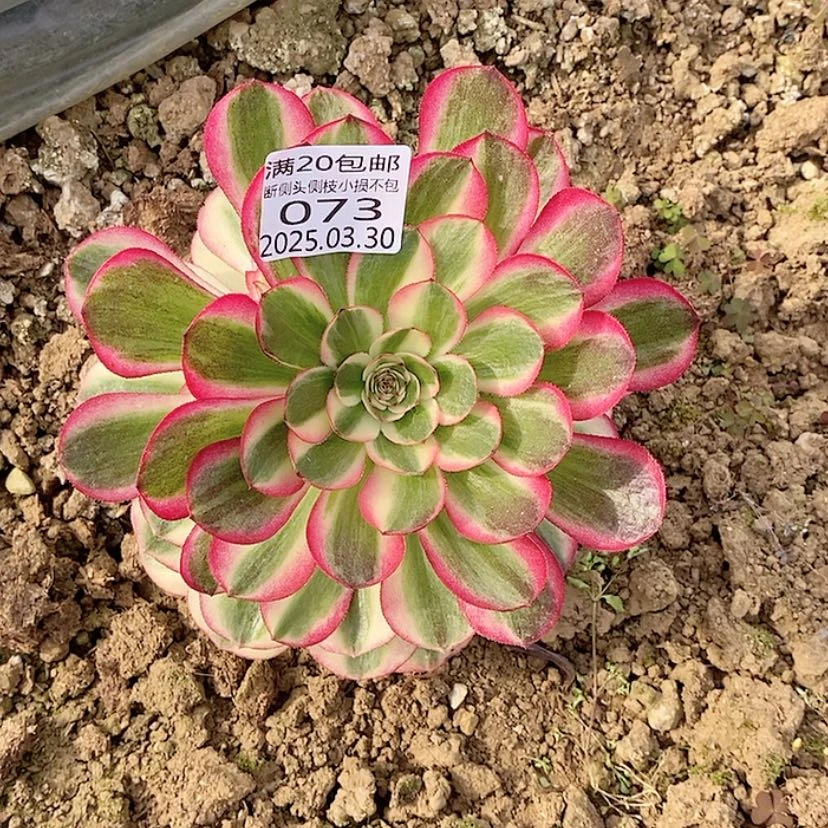 【闪购商品】3.30-73荔枝多肉植物