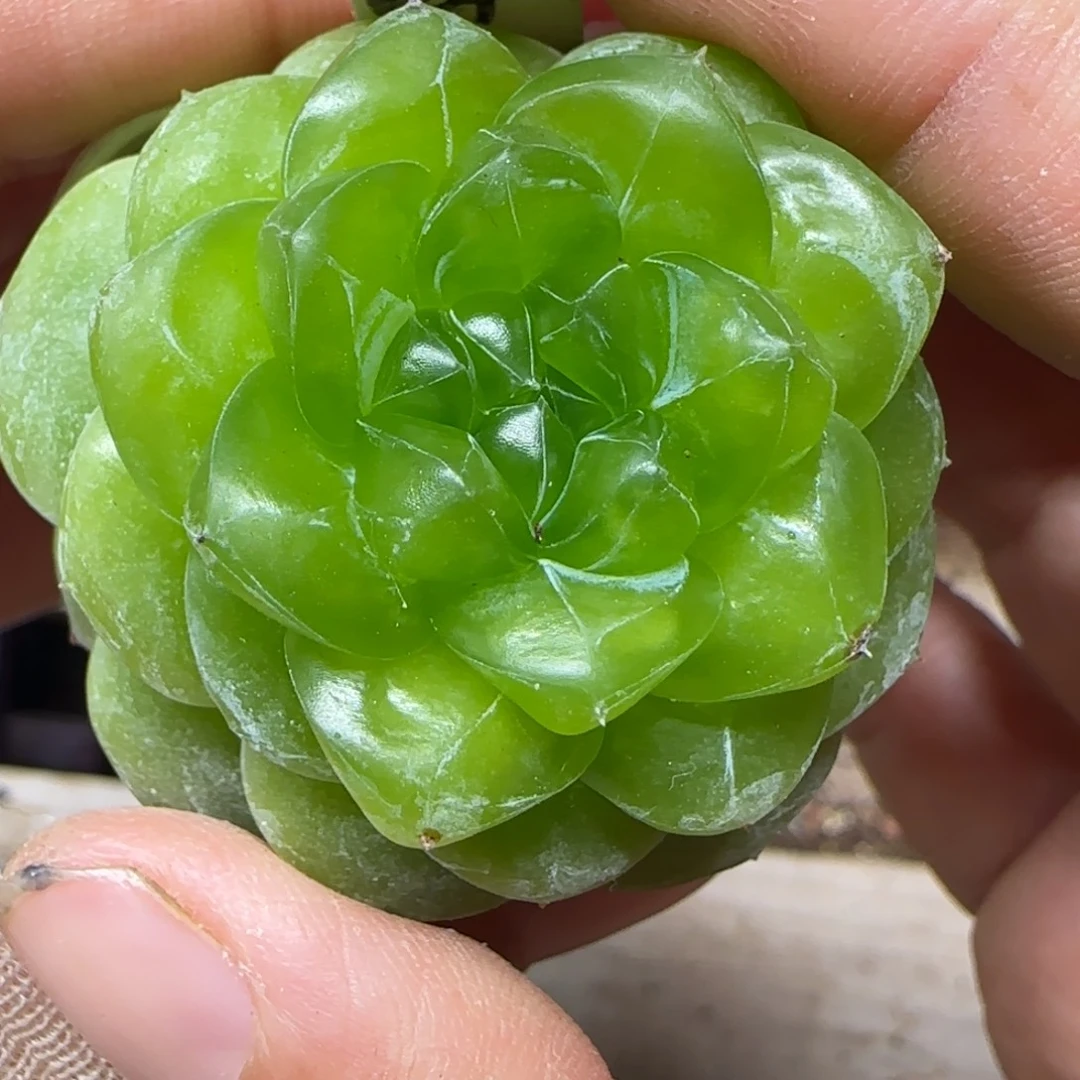 沐***。姐妹中苗盆一个满25包邮