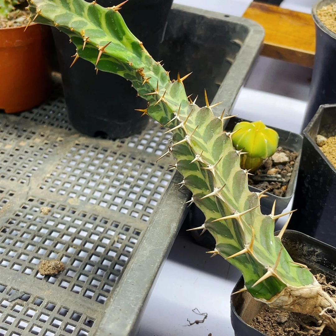 非偏远地区满25包邮仙人球