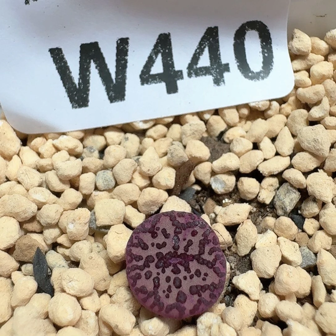 多肉植物的润泽额v g