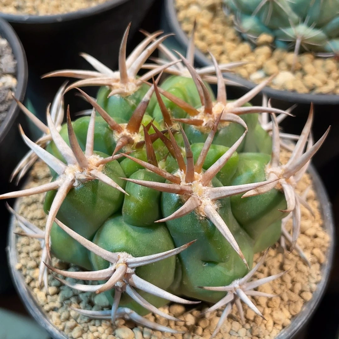 仙人球裸萼属短豪刺碧岩玉7厘米