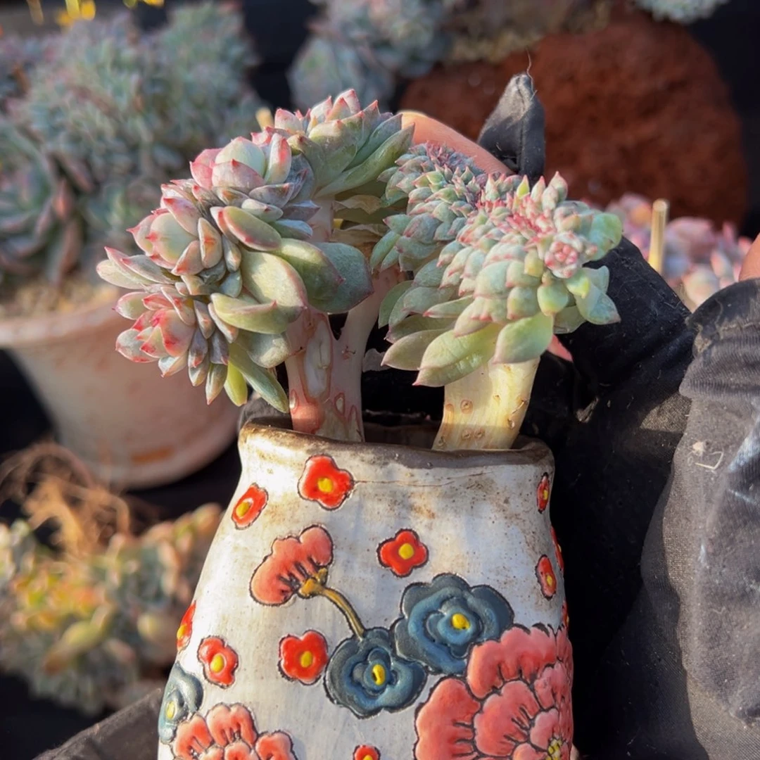 树莓红茶冰魄缀化