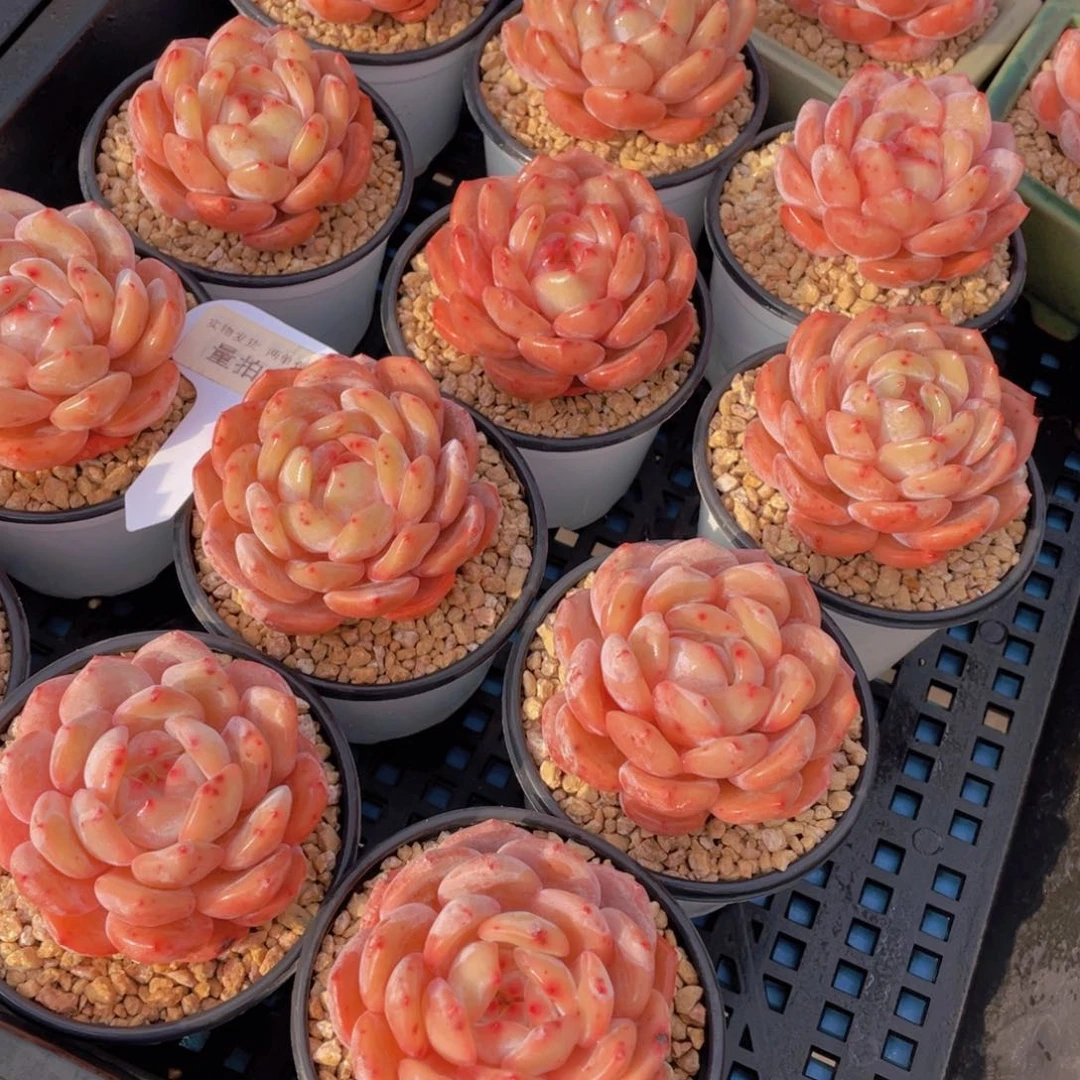 量拍25号果冻韩版仙女橙单头一个