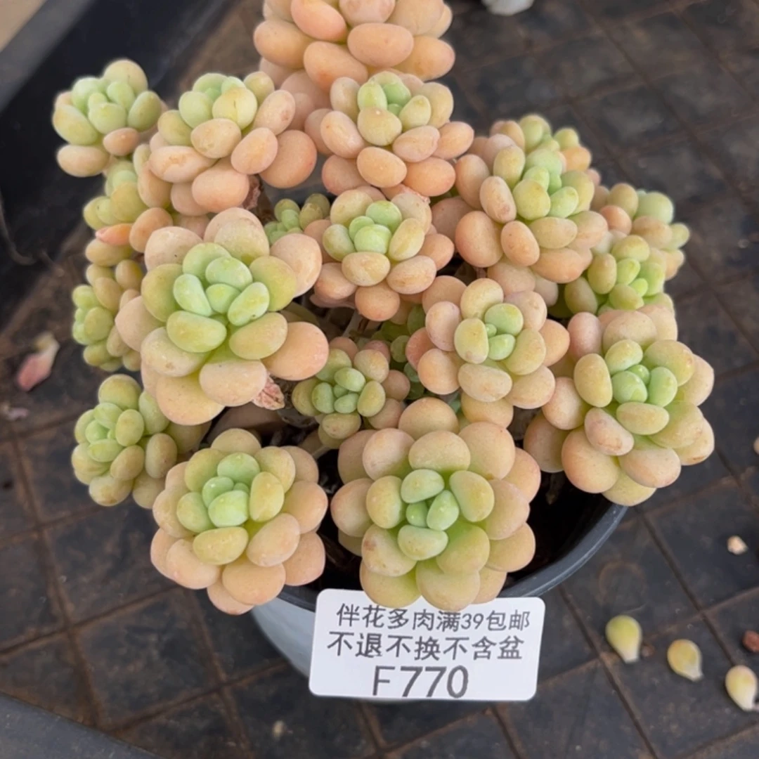 770-手捧洛可可多肉10cm