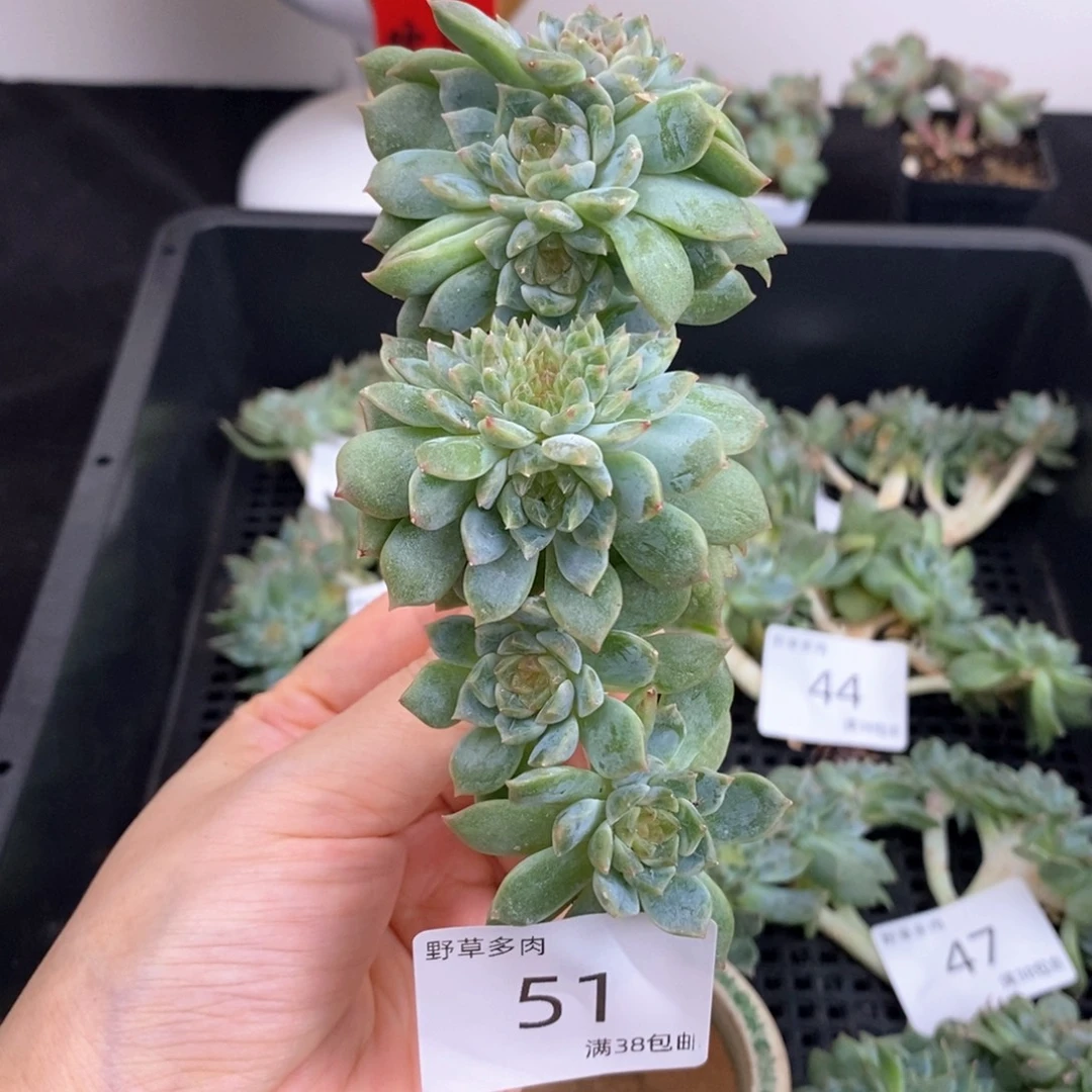 51号六头带缀一颗冰魄