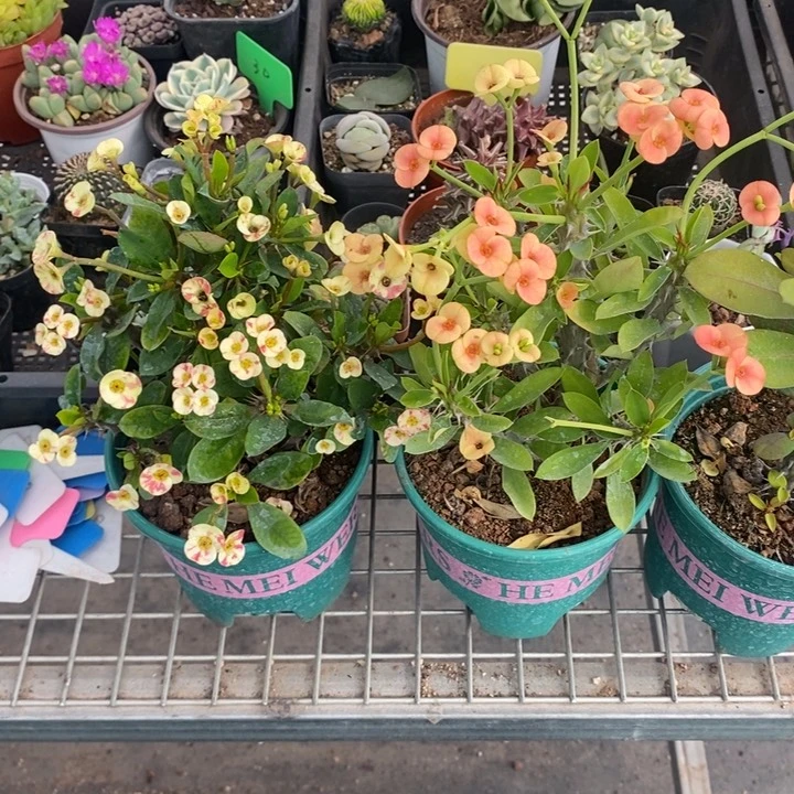 宝***Y伯克利和格蕾纳等著名音乐家