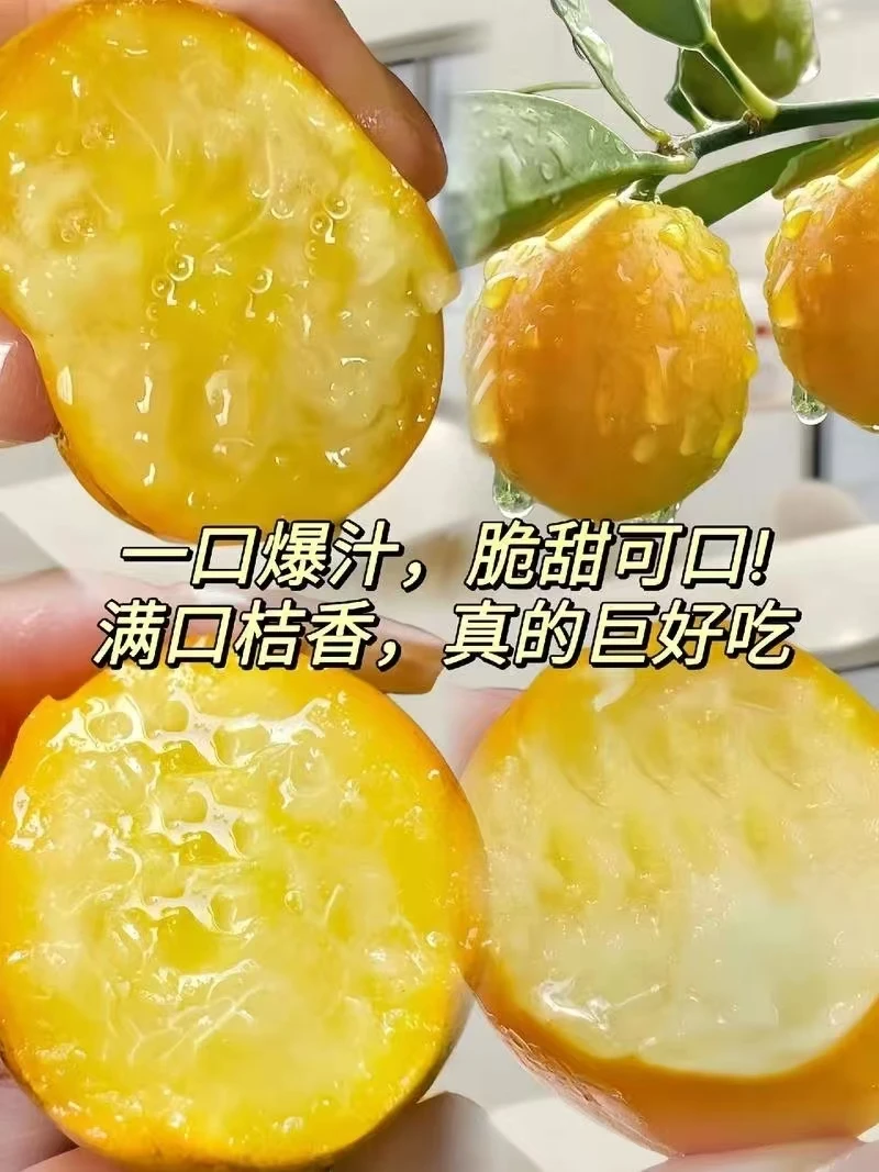 脆蜜金柑6.99元一盒（半斤独立包装）